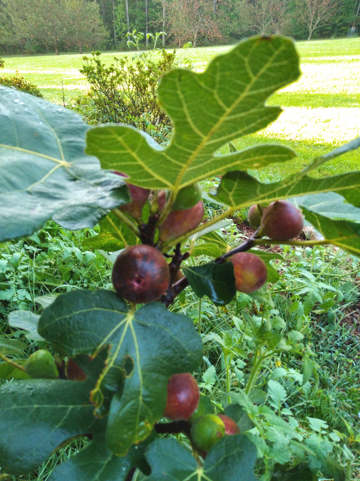 a fig tree with good fruit