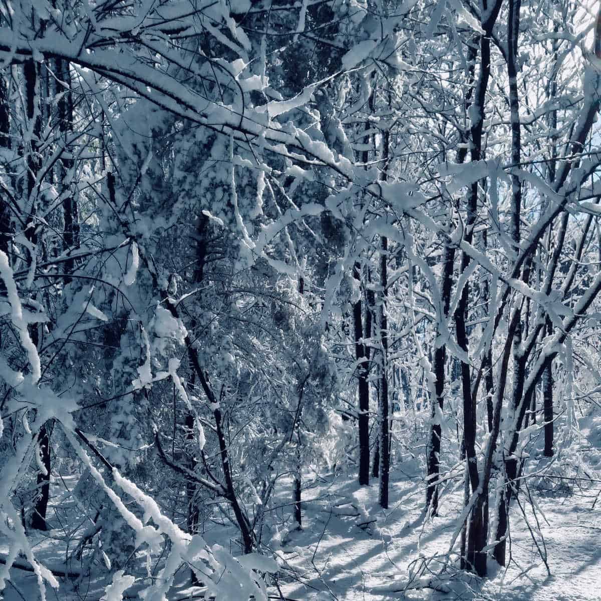 snow on trees