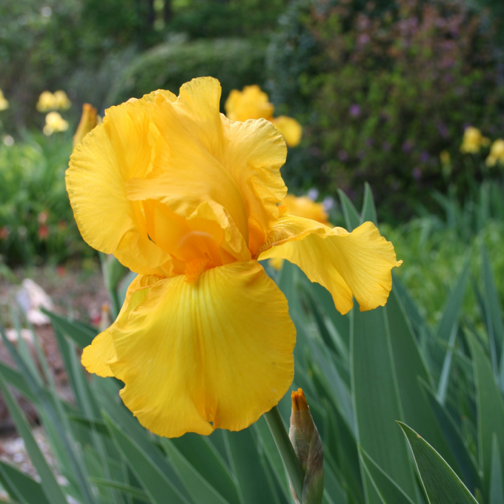 yellow iris flower
